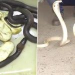 Kartik Sethi, Snake Helpline Member Rescues 28 Snake Eggs and 47 Venomous Snakes in Odisha’s Balasore